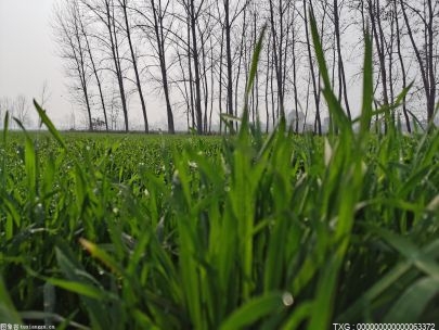 科学家构建高质量水稻泛基因组 培育突破性新品种